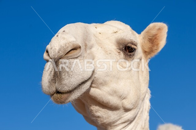 Staying safe and avoiding the spread of COVID-19, feeling accepted and satisfied, taking precautions against the Corona virus, close-up of an Emirati Gulf Arab woman wearing a mask raising her thumb up with the quality sign, colorful background