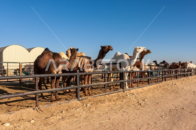 Interest in camel breeding in the Gulf States, the camel's association with antiquity and authenticity, livestock and mammal care in the Kingdom of Saudi Arabia, natural reserves for camel grazing, a group of purebred camels standing in the middle of the desert