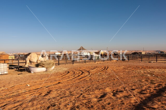 Interest in camel breeding in the Gulf States, the camel's association with antiquity and authenticity, livestock and mammal care in the Kingdom of Saudi Arabia, natural reserves for camel grazing, a group of purebred camels standing in the middle of the desert