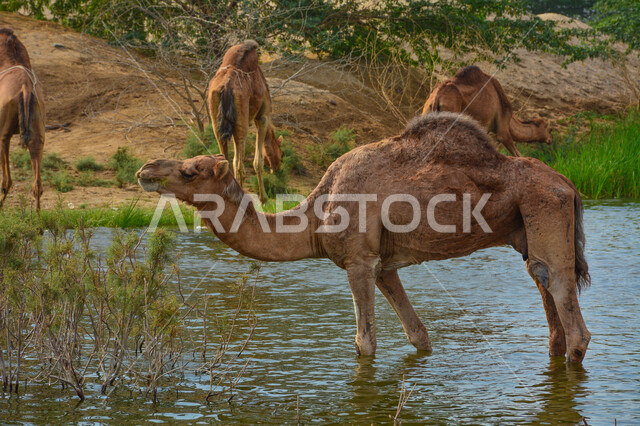 مجموعة من الجمال في الوادي الأخضر في مدينة جدة بالمملكة العربية السعودية ، قافلة من الجمال في محمية برية ، قطيع من الجمال بالصحراء في وضع النهار ، تربية الجمال والإبل