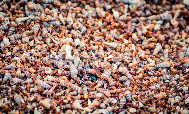 صورة لقذائف بحرية صغيرة ذات ألوان جميلة و جذابة ، قذائف و صدف بحرية بأشكال و أحجام متنوعة ، جمال الطبيعة البحرية الخلابة