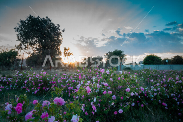 صورة لورود عطرية جميلة متفتحة بنفسجية اللون في مزرعة الحقول الخضراء في مدينة الطائف ، الطبيعة الخلابة ، جمال الطبيعة بالسعودية  