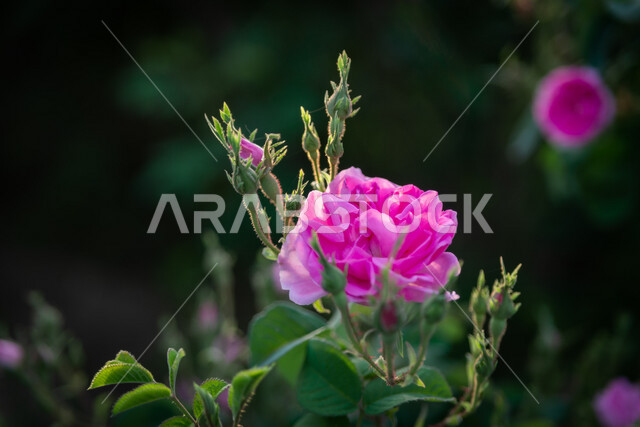 صورة لورود عطرية جميلة متفتحة بنفسجية اللون في مزرعة الحقول الخضراء في مدينة الطائف ، الطبيعة الخلابة ، جمال الطبيعة بالسعودية  