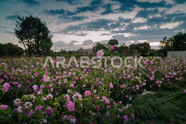 صورة لورود عطرية جميلة متفتحة بنفسجية اللون في مزرعة الحقول الخضراء في مدينة الطائف ، الطبيعة الخلابة ، جمال الطبيعة بالسعودية  