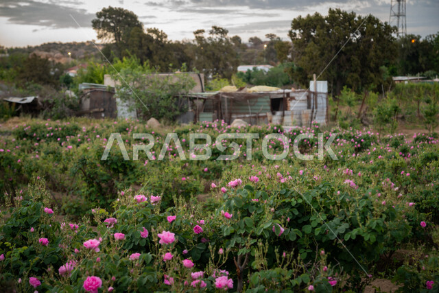 Image of beautiful aromatic light opposite color in the green field farm in Taif, the picturesque nature, the beauty of nature in Saudi Arabia