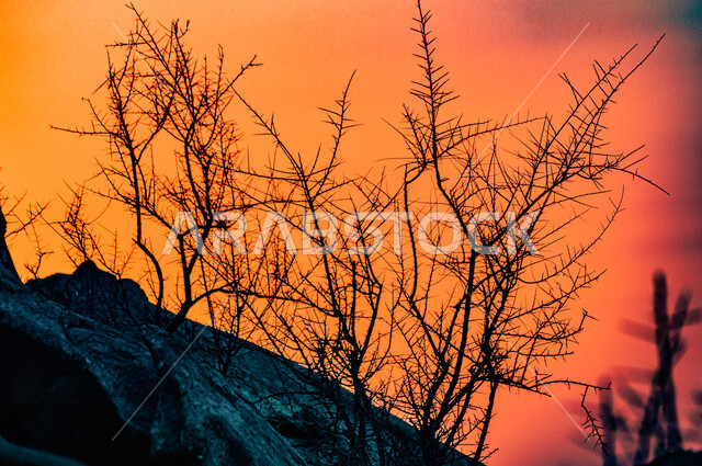 صورة ظلية لغروب الشمس من الصحراء العربية في السعودية ، جمال الطبيعة و النباتات الصحراوية الخلابة ، منظر رائع و خلاب في سماء المملكة العربية السعودية