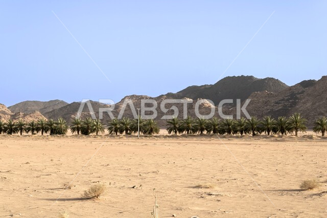 Rock formations during the day in Riyadh, plateaus and hills in mountainous areas, desert landscapes and sand dunes in Saudi Arabia, terrain, heights and mountain peaks in the wilderness, trees and wild plants in the desert