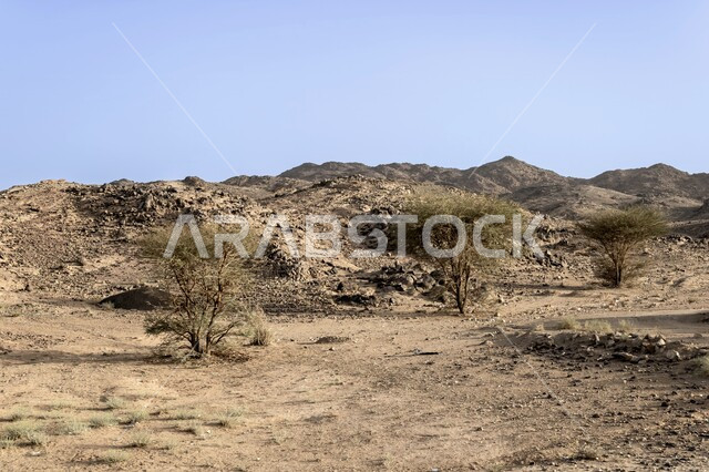 Trees and wild plants in the desert, rock formations during the day in Riyadh, plateaus and hills in mountainous areas, desert landscapes and sand dunes in Saudi Arabia, terrain, heights and mountain peaks in the wilderness
