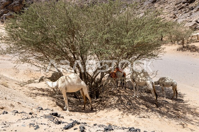 المحميات الطبيعية لتربية حيوان الابل ، رعاية الثدييات والمواشي في صحاري المملكة العربية السعودية، مجموعة من الجمال تتغذى على الاعشاب في المناطق الجبلية الصحراوية في وقت النهار، التشكلات والتكوينات الصخرية في الصحراء