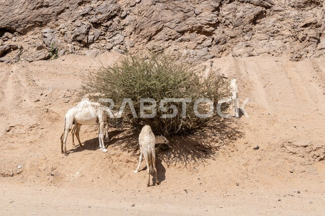 المحميات الطبيعية لتربية حيوان الابل ، رعاية الثدييات والمواشي في صحاري المملكة العربية السعودية، مجموعة من الجمال تتغذى على الاعشاب في المناطق الجبلية الصحراوية في وقت النهار، التشكلات والتكوينات الصخرية في الصحراء