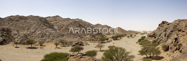 مجموعة من النباتات الشوكية في المناطق الصحراوية, المزروعات البرية في المحميات الطبيعية, نمو الشوكيات والأعشاب في براري المملكة العربية السعودية, سلسلة الجبال والتكوينات والتشكلات الصخرية