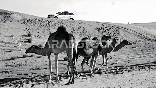 التلال والكثبان الرملية في صحاري الامارات العربية المتحدة، تربية الجمال في المحميات الطبيعية في صحراء العين في أبوظبي، صورة بالأبيض والأسود لقطيع من الابل يرعى في المناطق الصحراوية، رعاية الحيوانات البرية في البادية