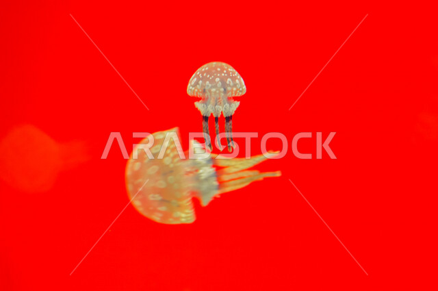 صورة لقنديل البحر داخل فقيه أكواريوم في جدة في المملكة العربية السعودية ،عجائب البيئة المائية، السياحة في المملكة العربية السعودية