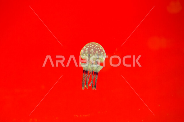 صورة لقنديل البحر داخل فقيه أكواريوم في جدة في المملكة العربية السعودية ،عجائب البيئة المائية، السياحة في المملكة العربية السعودية