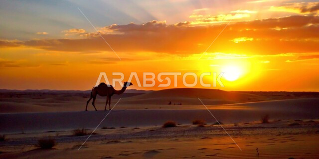  تربية الجمال والإبل، جمل يقف على الرمال الذهبية الناعمة في المناطق الصحراوية وقت الغرب في المملكة العربية السعودية، الكثبان والمرتفعات الجبلية في الصحراء، المناظر الطبيعية في الصحاري،  الاهتمام والعناية بالثدييات