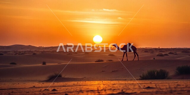 الكثبان والمرتفعات الجبلية في الصحراء، تربية الجمال والإبل، جمل يقف على الرمال الذهبية الناعمة في المناطق الصحراوية وقت الغرب في المملكة العربية السعودية، المناظر الطبيعية في الصحاري،  الاهتمام والعناية بالثدييات