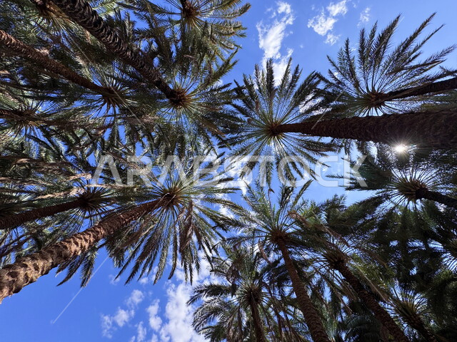 معالم جذب واستقطاب الزوار من شتى انحاء العالم, الواحة الثقافية في محافظة العلا, مناطق القمم والمرتفعات الصخرية, الاماكن التاريخية والاثرية القديمة, اشجار النخيل والنباتات الخضراء, الواحات والوديان في المملكة العربية السعودية