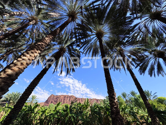 معالم جذب واستقطاب الزوار من شتى انحاء العالم, الواحة الثقافية في محافظة العلا, مناطق القمم والمرتفعات الصخرية, الاماكن التاريخية والاثرية القديمة, اشجار النخيل والنباتات الخضراء, الواحات والوديان في المملكة العربية السعودية