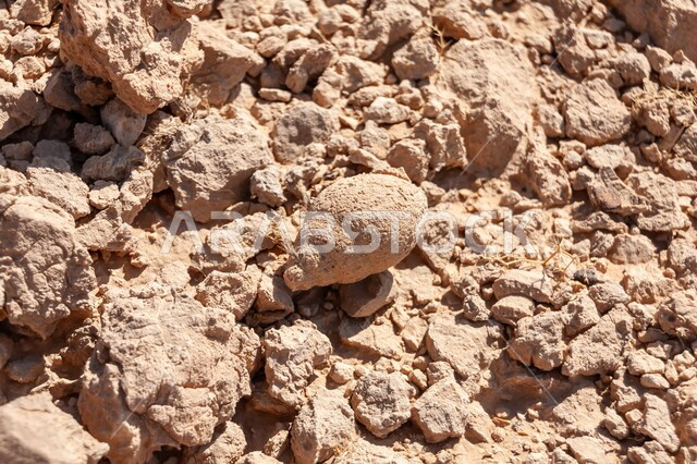 قوقعة حلزونية بحرية متحجرة في صحراء مدينة الرياض، الأحافير والآثار في صحراء المملكة العربية السعودية، الطبيعة الصحراوية والتضاريس والقمم الجبلية، معالم طبيعية أثرية، تشكل التكوينات الصخرية عبر ملايين السنين