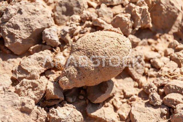 Fossilized sea snail shell in the desert of Riyadh, fossils and antiquities in the desert of the Kingdom of Saudi Arabia, desert nature, terrain and mountain peaks, archaeological natural landmarks, rock formations formed over millions of years