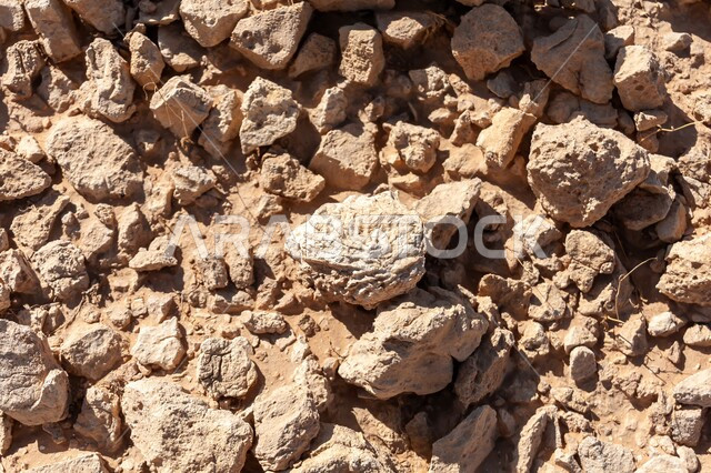 صدفة متحجرة لرخويات بحرية ثنائية المصراع في صحراء مدينة الرياض، الأحافير والآثار في صحراء المملكة العربية السعودية، الطبيعة الصحراوية والتضاريس والقمم الجبلية، معالم طبيعية أثرية، تشكل التكوينات الصخرية عبر ملايين السنين