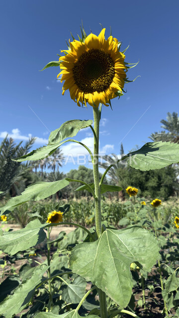 حقول زهرة عباد الشمس والواحات الخصبة، معالم جذب واستقطاب السياح من شتى أنحاء العالم, الأماكن التاريخية والأثرية القديمة في المملكة العربية السعودية, الواحة الثقافية في محافظة العلا, واحات أشجار النخيل والنباتات الخضراء، وجهات ترفيهية عائلية في احضان الطبيعة 