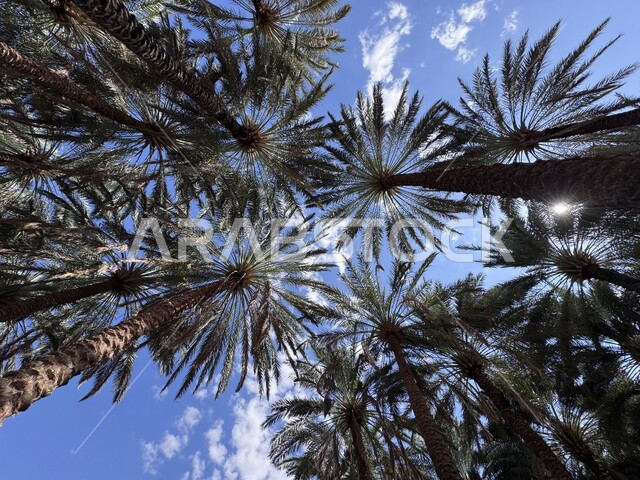 معالم جذب واستقطاب السياح من شتى أنحاء العالم, الأماكن التاريخية والأثرية القديمة في المملكة العربية السعودية, الواحة الثقافية في محافظة العلا, واحات أشجار النخيل والنباتات الخضراء، الاهتمام بالمنتزهات والحدائق الخصبة، وجهات ترفيهية عائلية في احضان الطبيعة 