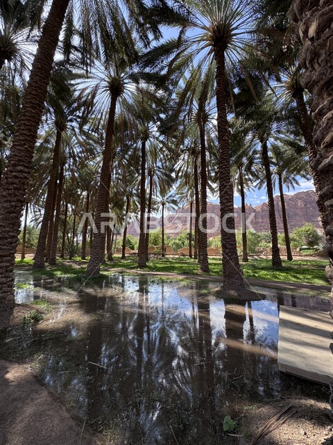 معالم جذب واستقطاب السياح من شتى أنحاء العالم, الأماكن التاريخية والأثرية القديمة في المملكة العربية السعودية, الواحة الثقافية في محافظة العلا, واحات أشجار النخيل والنباتات الخضراء، الاهتمام بالمنتزهات والحدائق الخصبة، وجهات ترفيهية عائلية في احضان الطبيعة 