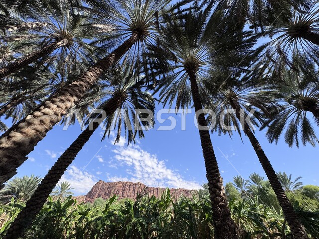 معالم جذب واستقطاب السياح من شتى أنحاء العالم, الأماكن التاريخية والأثرية القديمة في المملكة العربية السعودية, الواحة الثقافية في محافظة العلا, واحات أشجار النخيل والنباتات الخضراء، الاهتمام بالمنتزهات والحدائق الخصبة، وجهات ترفيهية عائلية في احضان الطبيعة 