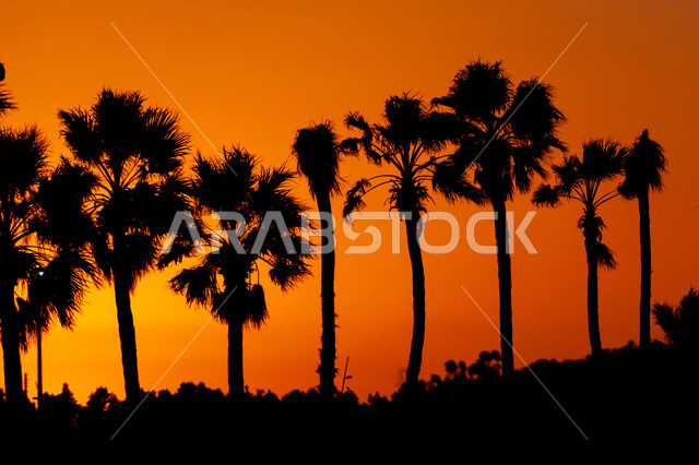 الحفاظ على البيئة والتنمية المستدامة، حقول الورود في مهرجان الزهور عند الغروب، صورة ظلية لأشجار النخيل المحاطة بالحديقة، وجهه عائلية بيئية ثقافية وترفيهية، الديكورات والتصاميم في حديقة مدينة ينبع الصناعية، معارض ومهرجانات طبيعية سياحية في السعودية