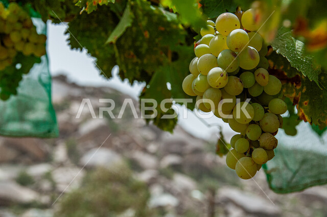 موسم حصاد العنب في المملكة العربية السعودية, الأشجار المثمرة في الأراضي والحقول الخضراء في مدينة الباحة, المنتجات والمحاصيل الزراعية الوطنية المحلية, الفواكه الطازجة المليئة بالفيتامينات