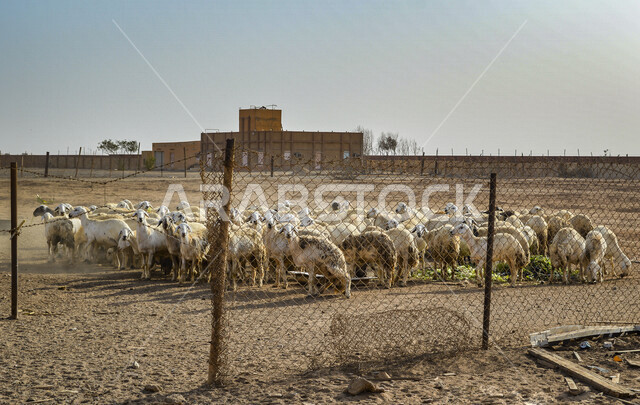 قطيع من الماعز في أحد المزارع العربية في المملكة العربية السعودية , أنواع وأشكال مختلفة من الماعز .
