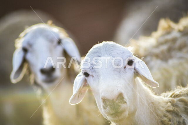 قطيع من الماعز في أحد المزارع العربية في المملكة العربية السعودية , أنواع وأشكال مختلفة من الماعز .