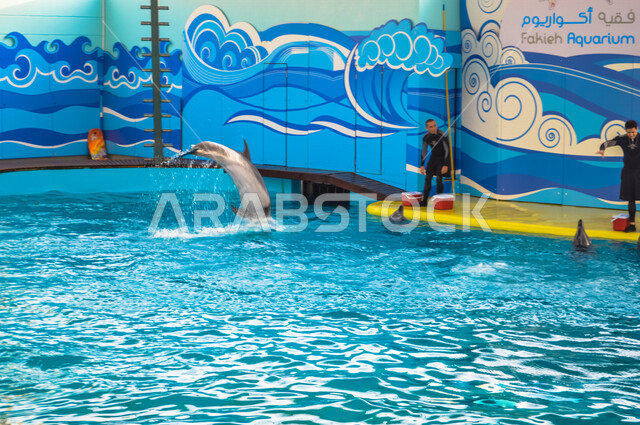 فقيه اكواريوم ، واجهة ترفيهية بجدة في المملكة العربية السعودية ، عروض الدلافين ، معرض بحري للبيئة المائية في البحر الأحمر ، حوض مائي صناعي
