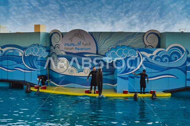 فقيه اكواريوم ، واجهة ترفيهية بجدة في المملكة العربية السعودية ، عروض الدلافين ، معرض بحري للبيئة المائية في البحر الأحمر ، حوض مائي صناعي