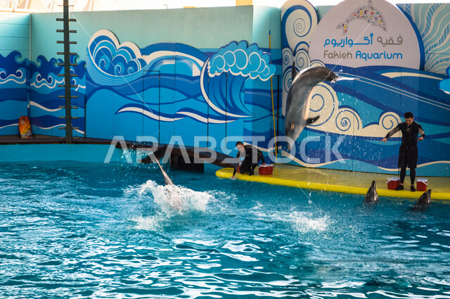 Fakieh Aquarium, an entertainment front in Jeddah in the Kingdom of Saudi Arabia, dolphin shows, a marine exhibition for the aquatic environment in the Red Sea, an artificial aquarium