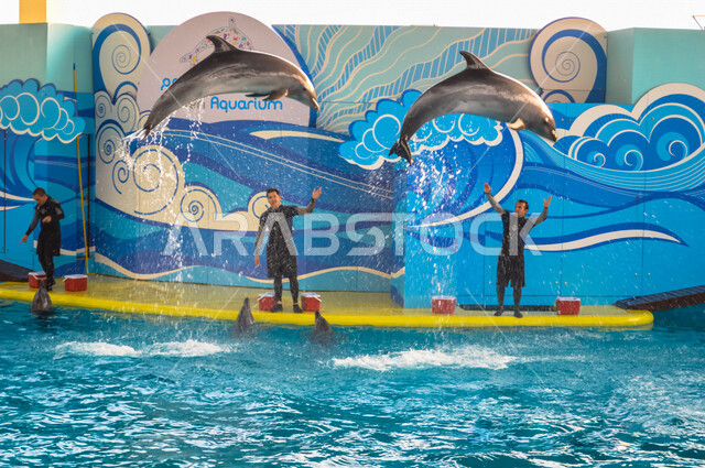 Fakieh Aquarium, an entertainment front in Jeddah in the Kingdom of Saudi Arabia, dolphin shows, a marine exhibition for the aquatic environment in the Red Sea, an artificial aquarium
