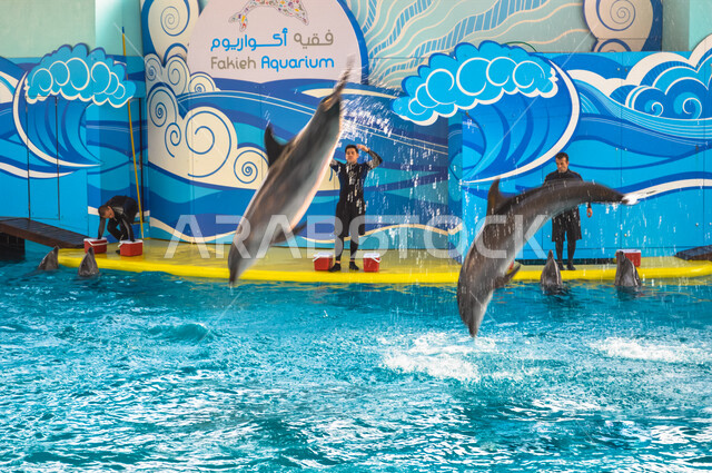 فقيه اكواريوم ، واجهة ترفيهية بجدة في المملكة العربية السعودية ، عروض الدلافين ، معرض بحري للبيئة المائية في البحر الأحمر ، حوض مائي صناعي