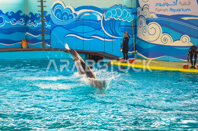فقيه اكواريوم ، واجهة ترفيهية بجدة في المملكة العربية السعودية ، عروض الدلافين ، معرض بحري للبيئة المائية في البحر الأحمر ، حوض مائي صناعي