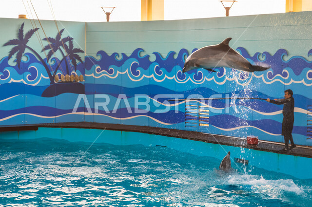 فقيه اكواريوم ، واجهة ترفيهية بجدة في المملكة العربية السعودية ، عروض الدلافين ، معرض بحري للبيئة المائية في البحر الأحمر ، حوض مائي صناعي