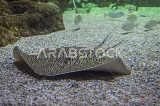 فقيه اكواريوم هو أفضل واجهة ترفيهية بمستوى جدة , منظر من حوض أسماك الزينة داخل فقيه أكواريوم في المملكة العربية السعودية  , سمكة الراي اللاسعة في المتحف المائي ,  