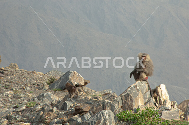 قرد بابون فوق القمم والمرتفعات الجبلية في مدينة الباحة في النهار، محميات طبيعية لرعاية الثدييات, الاهتمام بتربية الحيوانات البرية, الطبيعة الصخرية في المملكة العربية السعودية