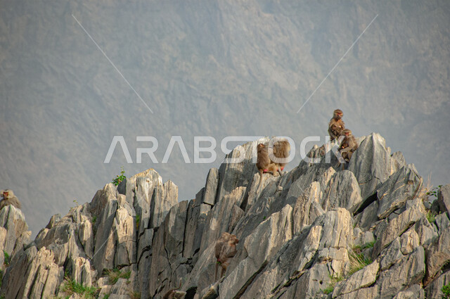 Baboon on the mountain peaks and heights in Al Baha city during the day, nature reserves for the care of mammals, interest in raising wild animals, rocky nature in the Kingdom of Saudi Arabia