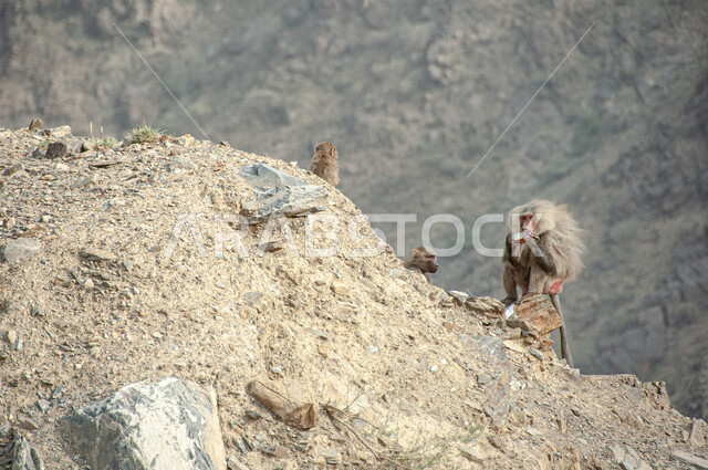 قرد بابون فوق القمم والمرتفعات الجبلية في مدينة الباحة في النهار، محميات طبيعية لرعاية الثدييات, الاهتمام بتربية الحيوانات البرية, الطبيعة الصخرية في المملكة العربية السعودية