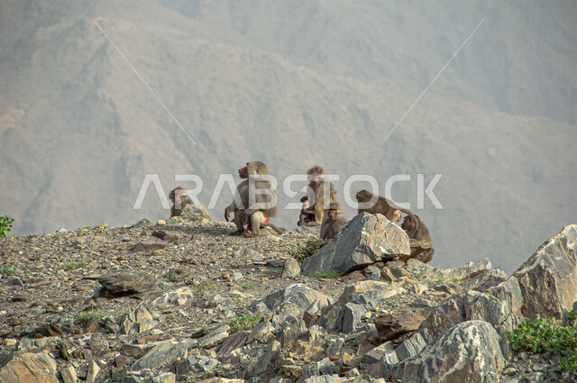 قرد بابون فوق القمم والمرتفعات الجبلية في مدينة الباحة في النهار، محميات طبيعية لرعاية الثدييات, الاهتمام بتربية الحيوانات البرية, الطبيعة الصخرية في المملكة العربية السعودية