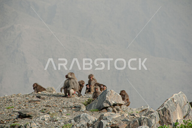 قرد بابون فوق القمم والمرتفعات الجبلية في مدينة الباحة في النهار، محميات طبيعية لرعاية الثدييات, الاهتمام بتربية الحيوانات البرية, الطبيعة الصخرية في المملكة العربية السعودية