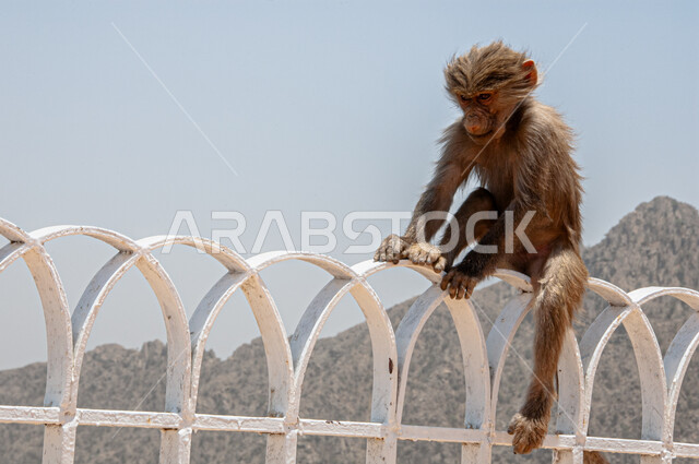 الاهتمام بتربية الحيوانات البرية, محميات طبيعية لرعاية الثدييات, الطبيعة الصخرية في المملكة العربية السعودية, قرد بابون خلف القضبان فوق القمم والمرتفعات الجبلية في مدينة الباحة في وقت النهار