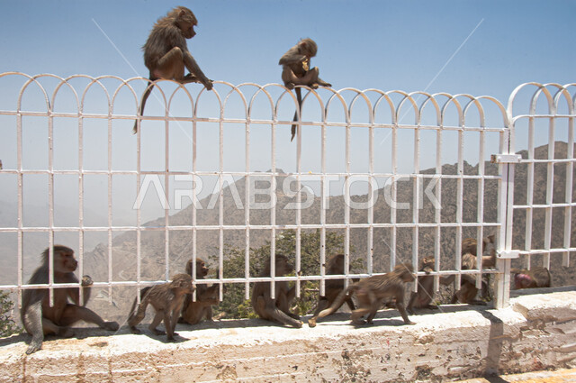 الاهتمام بتربية الحيوانات البرية, محميات طبيعية لرعاية الثدييات, الطبيعة الصخرية في المملكة العربية السعودية, قرد بابون خلف القضبان فوق القمم والمرتفعات الجبلية في مدينة الباحة في وقت النهار
