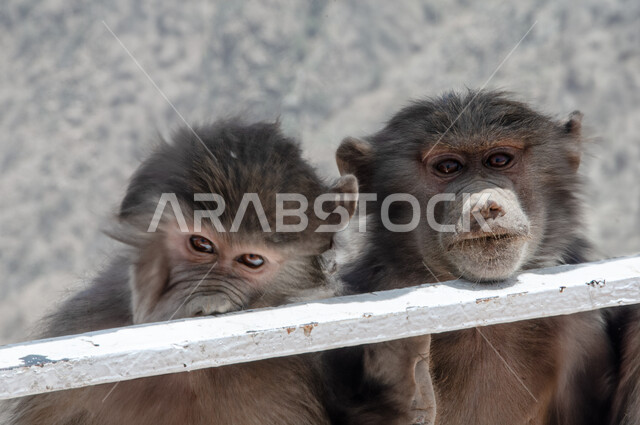 الاهتمام بتربية الحيوانات البرية, محميات طبيعية لرعاية الثدييات, الطبيعة الصخرية في المملكة العربية السعودية, قرد بابون خلف القضبان فوق القمم والمرتفعات الجبلية في مدينة الباحة في وقت النهار
