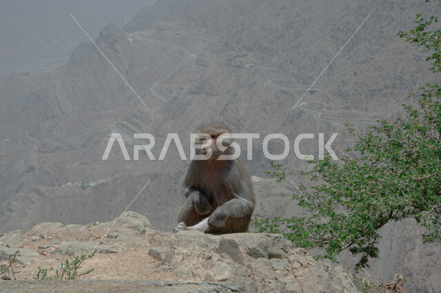 محميات طبيعية لرعاية الثدييات, الاهتمام بتربية الحيوانات البرية, الطبيعة الصخرية في المملكة العربية السعودية, قرد بابون فوق القمم والمرتفعات الجبلية في مدينة الباحة في النهار